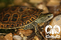 گونه لاکپشت خزری Caspian Pond Turtle